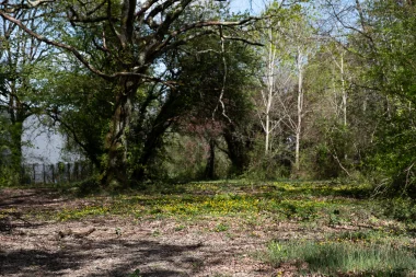 Parc du Limancet St Medard parterre de fleur 3.